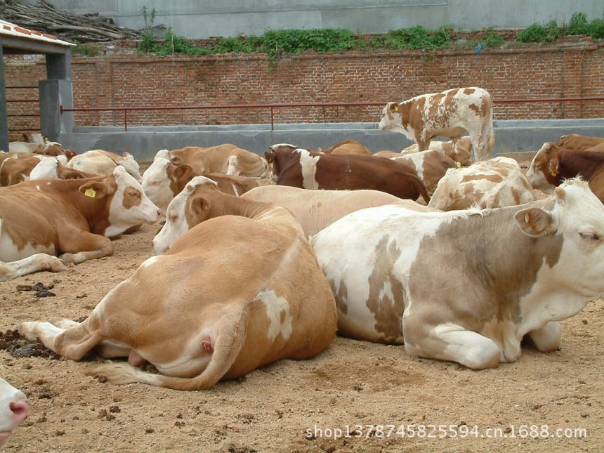 利木赞牛 供应犇鸿高产奶奶牛 牛剥皮 牛板筋包装袋 供应旭和胎牛血清