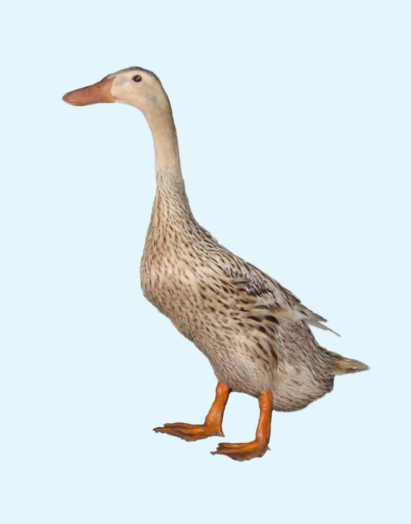 供应广州优质正宗大种麻鸭苗