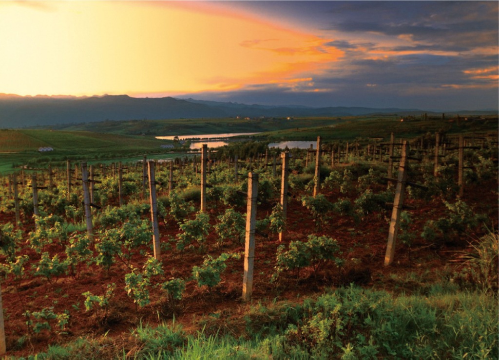 52度云南红高原烈酒100高原葡萄酿造