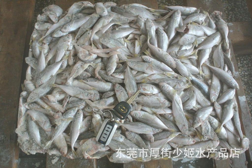 池魚(巴浪魚)飼料魚批發 鮮度好價格實惠