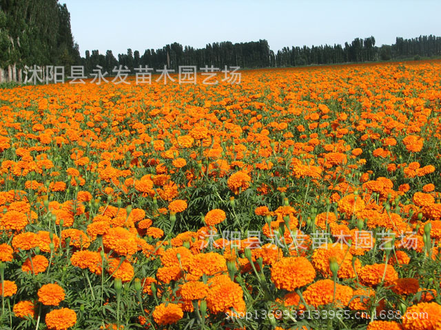 花卉種子 香萬壽菊種子 南非萬.