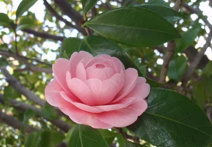 茶花种子 茶花树种子 四季可播 观叶观花种可药用茶花种子易播种