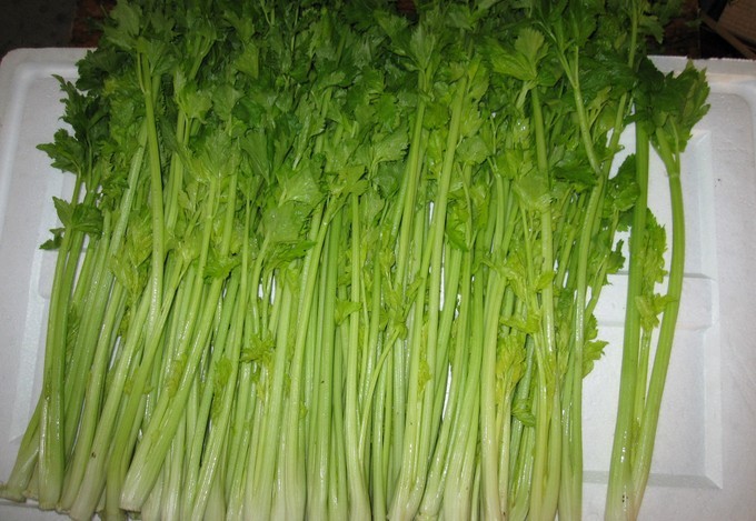 蔬菜种子 泰国四季黄心芹菜 香芹 芹菜 香味浓高产抗热耐寒 5g/包