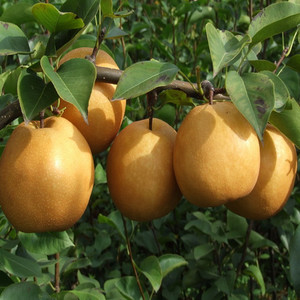 供应批发 优质威宁大黄梨 中国八大名梨 砂梨 晚秋黄梨 出口级梨