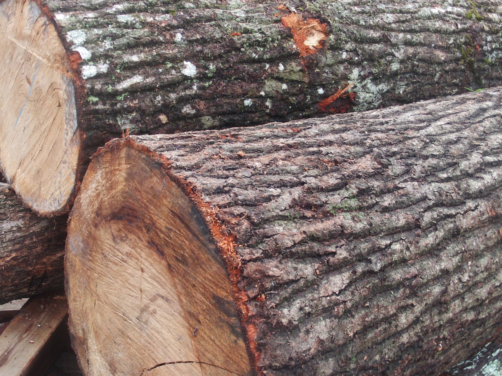 硬杂木杂木长期供应青岗木原木和板材