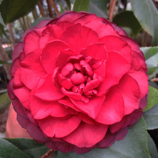 黑赤丹(新品种)