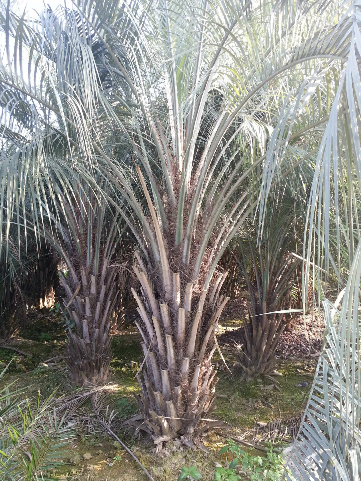 福建布迪椰子_布迪椰子批发_布迪椰子假植苗_布迪椰子地苗