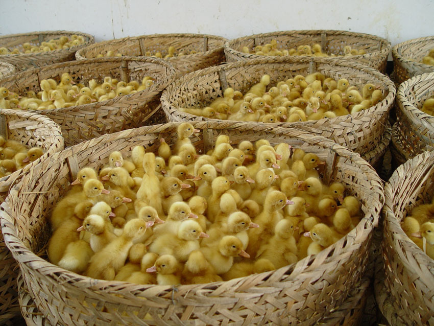 批发优质樱桃谷肉鸭苗 天府肉鸭苗 sm3鸭苗