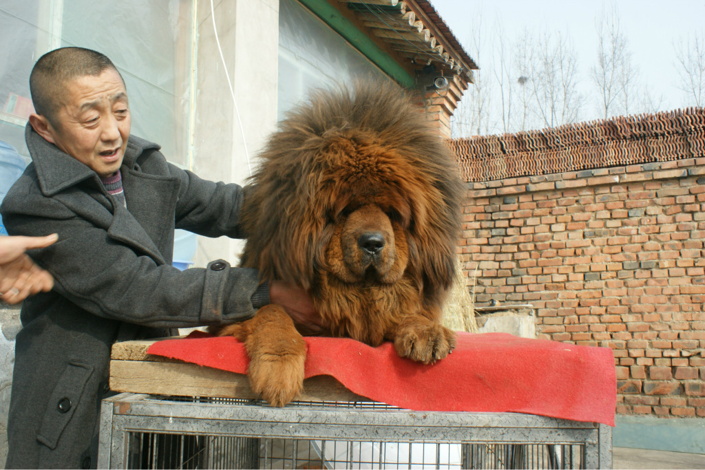 纯种藏獒红獒母獒预计10月发情,对外出售,毛量大头版好结构正