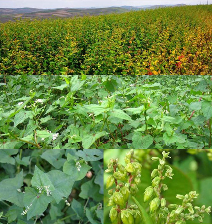 【四川特产 西昌原生态绿色食品 黑苦荞茶超微茶500克 散装k194】四川