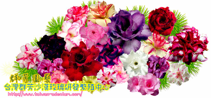 求购牡丹小苗电话