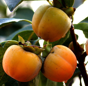 雪柿子当年结果 紫红色,味特甜,有香味