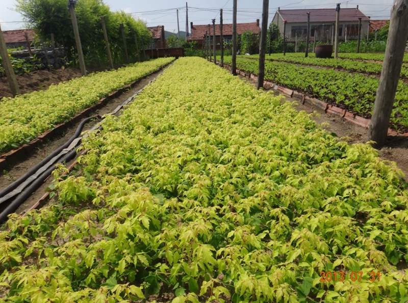 【辽宁紫东苗圃大量供应】金叶复叶槭小苗量大从优欢迎前来订购