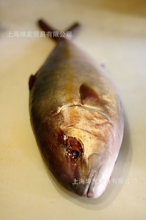 师鱼鰤鱼狮鱼黄狮鱼生鱼片刺身食材鲥鱼