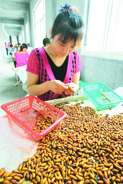 原产地鲜蚕蛹批发50斤箱高蛋白新鲜蚕蛹出口韩国日本