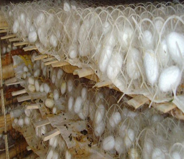 冰蚕丝袜 健康蚕丝袜 保健袜 防脚臭 送广告喷绘录音 厂家批发