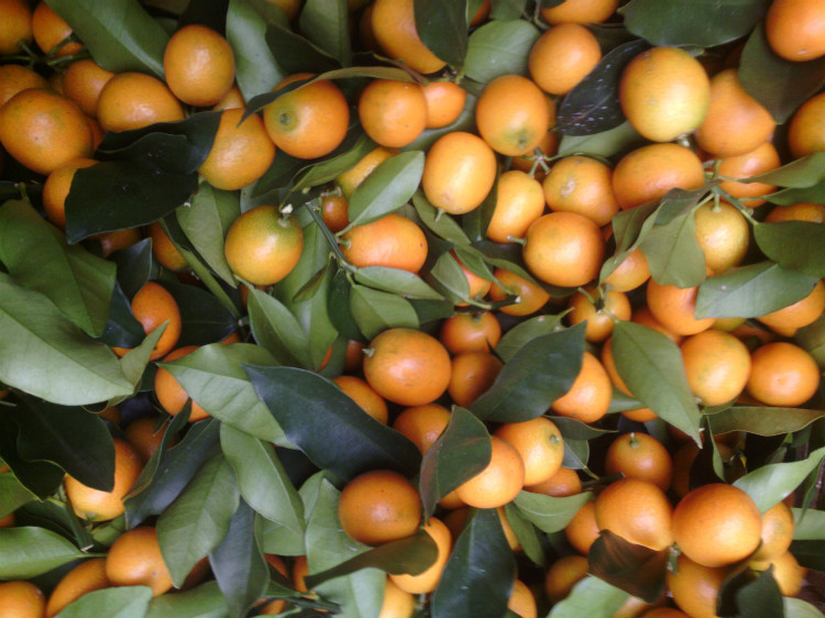 金桔脆皮金桔果大口感好