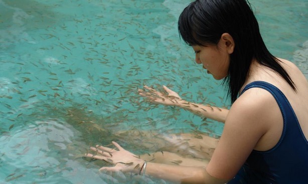 土耳其亲亲鱼 足疗 鱼疗 温泉鱼 按摩鱼 黑/红色 鱼苗 鱼饲料