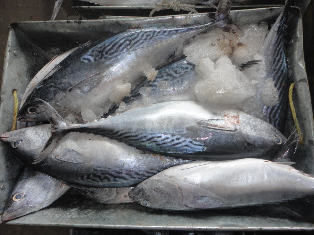 乐兴水产 新鲜海捕鲣鱼 冻鲣鱼