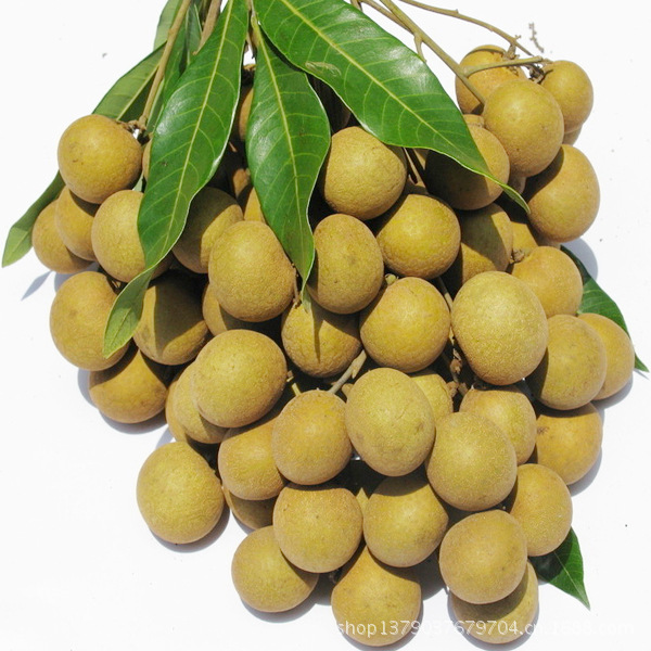 进口新鲜水果 泰国进口龙眼/桂圆 1件起批