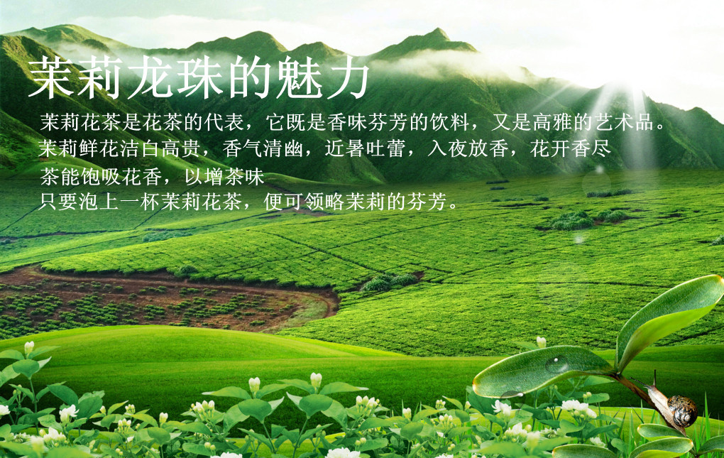 茉莉龙珠花茶 茉莉香片 福建福鼎龙团珠