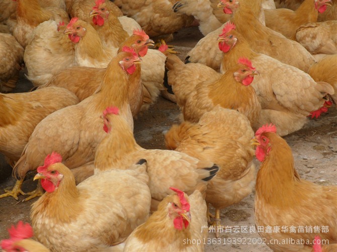 供应优质三黄胡须鸡苗 健康鸡苗