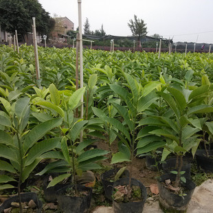 黄桷兰树苗 黄角兰 白兰花 黄桷兰基地带土带袋直销