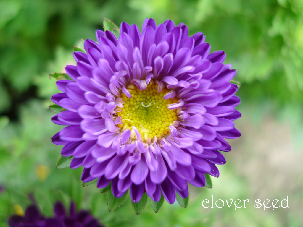 原装进口 翠菊鲜切花 花卉种子批发