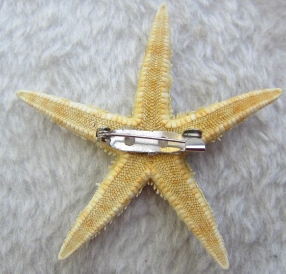 原创自然风海星标本胸针