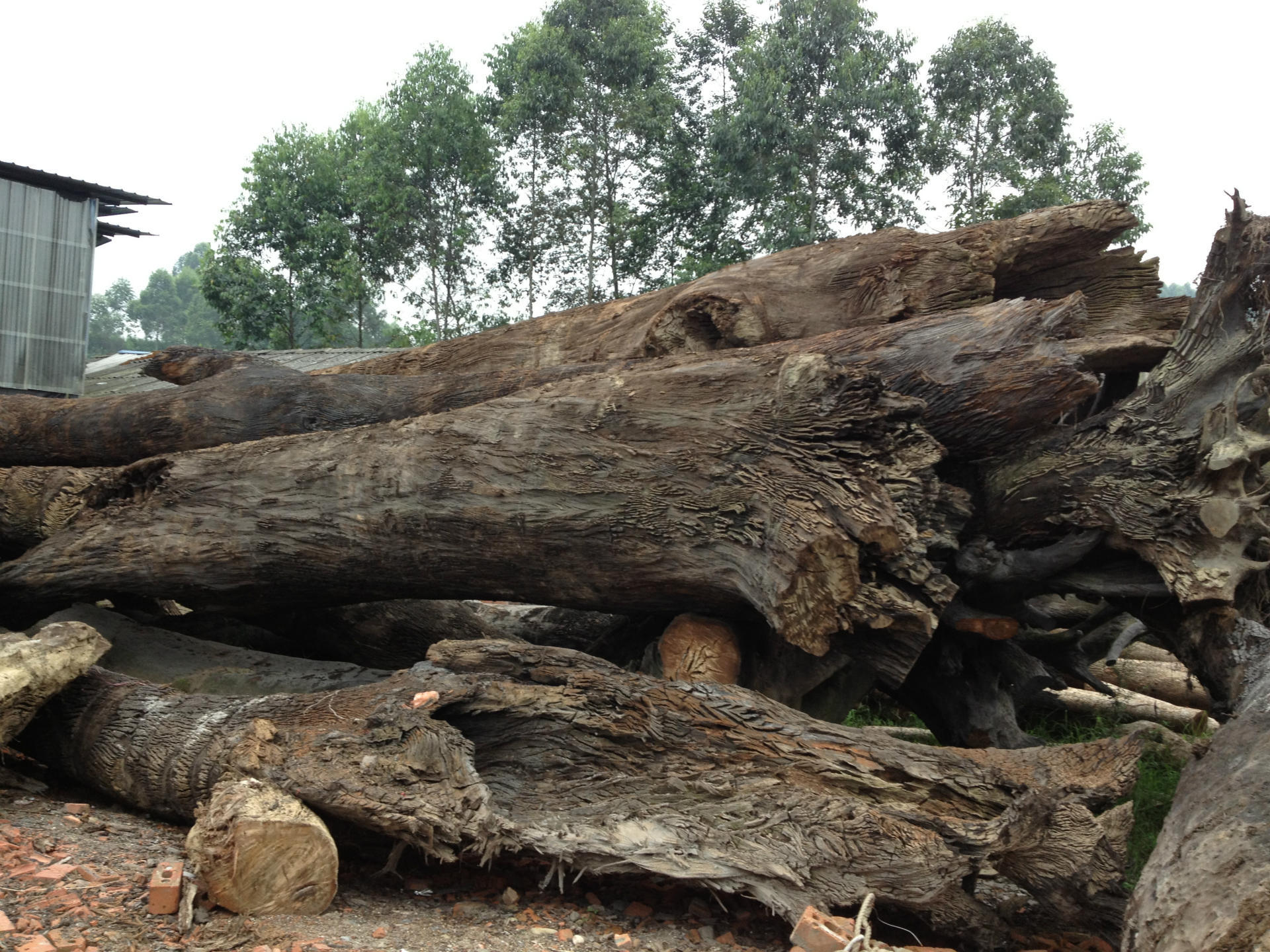 厂家批发金丝楠木(旧房料,原木,金丝楠木旧家具,古董)