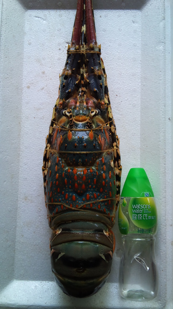 【显宏】冷冻粗加工水产品 急冻花龙虾 大花龙虾 青龙仔规格齐全