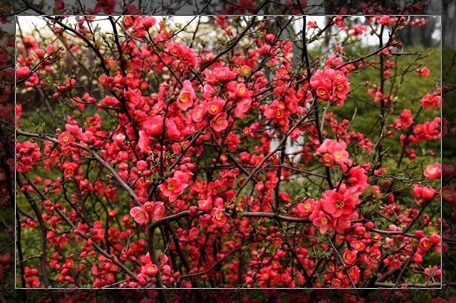 大量供應杜鵑花