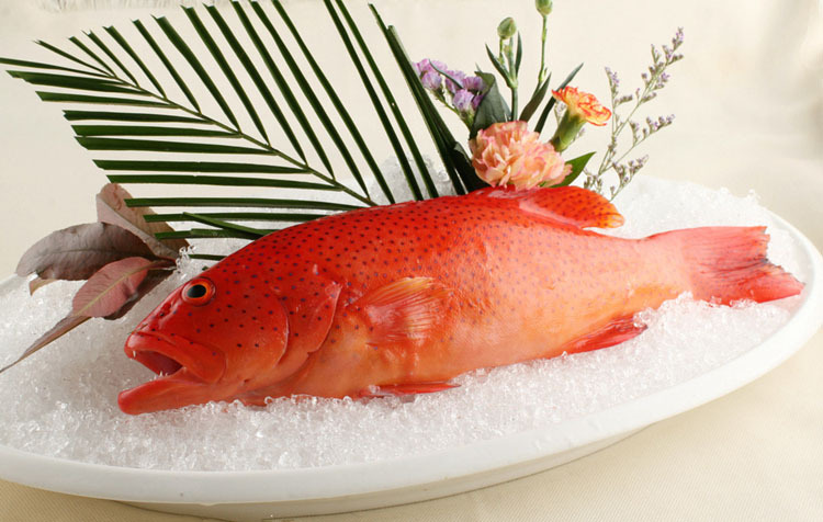 鲜活东星斑批发 海鲜鱼类 东星斑 酒店采购 衡丰水产