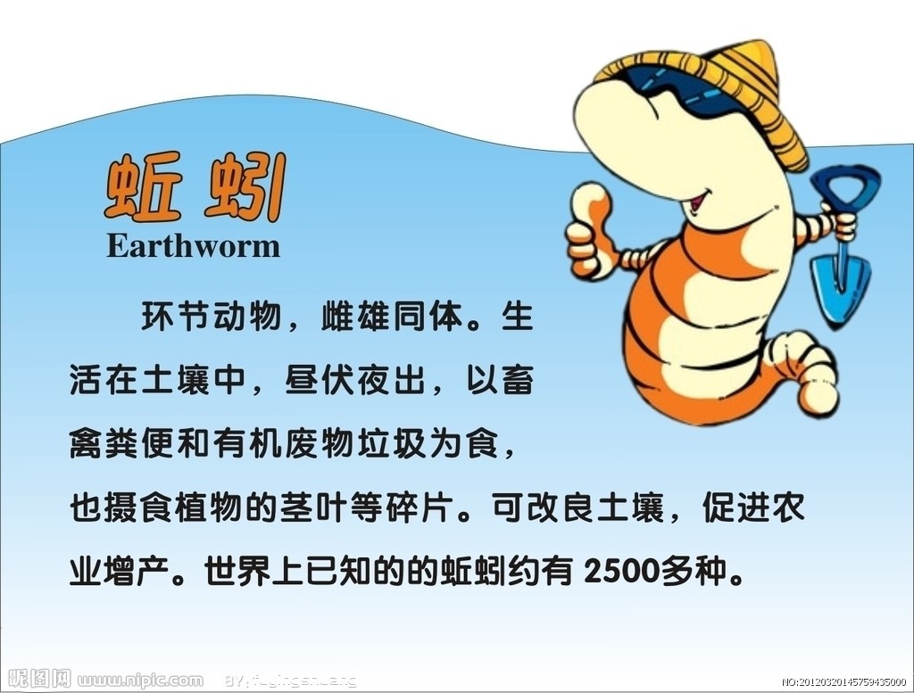 新鲜蚯蚓 广西蚯蚓钓鱼料 纯野生蚯蚓 养龟的蚯蚓