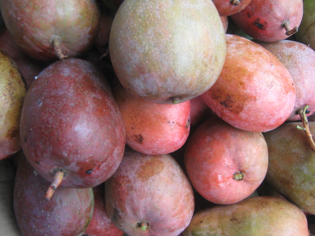 供应批发海南产的新鲜特级玉文芒果