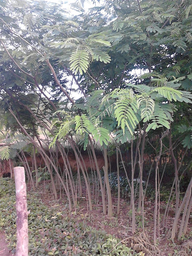 绿化苗木合欢树苗湖北合欢苗夜合树马缨花绒花树鸟绒树价格