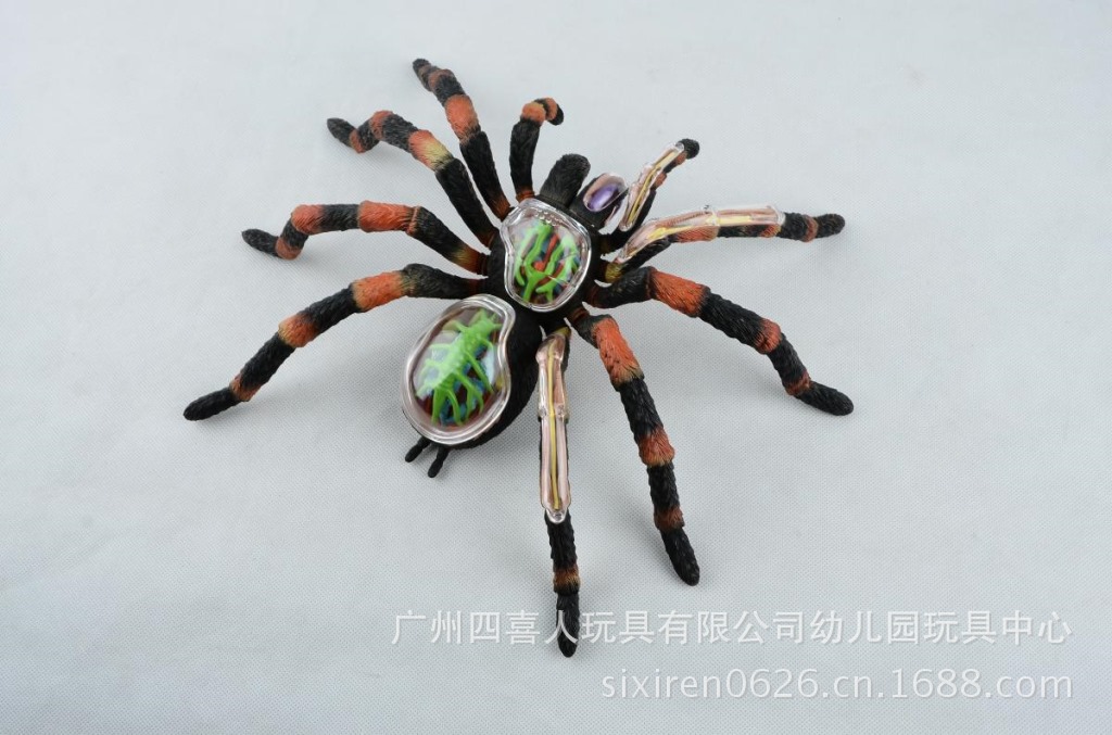 幼儿园专区 学生必备知识动物标本 蜘蛛标本解剖模型带器官骨骼