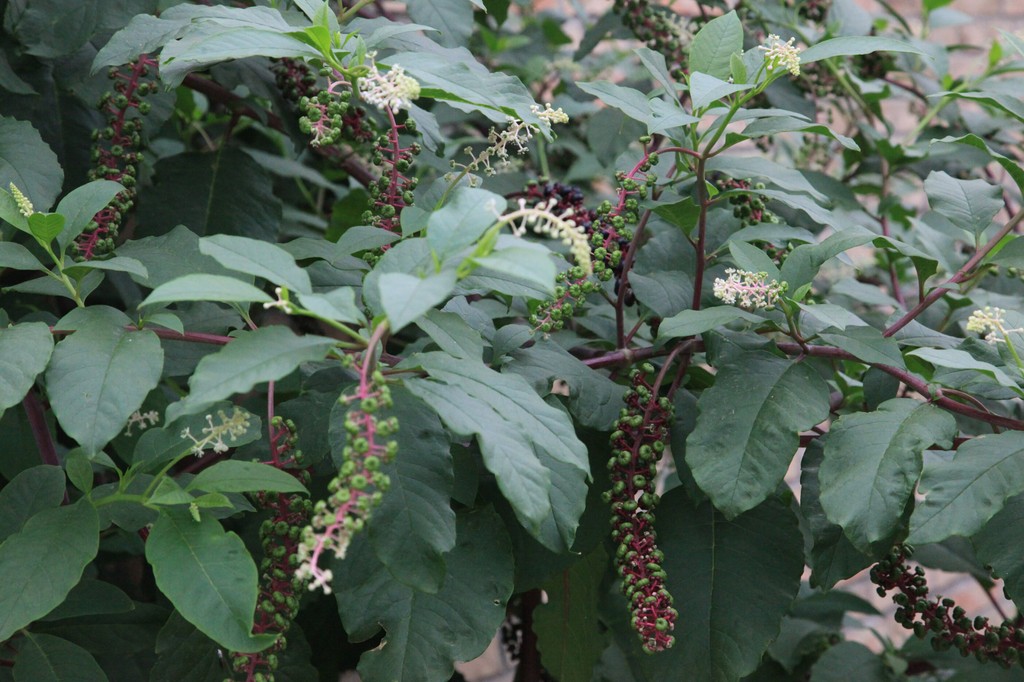 厂家直销 北京绿普优贡 商陆 信誉保证 量大从优 商陆