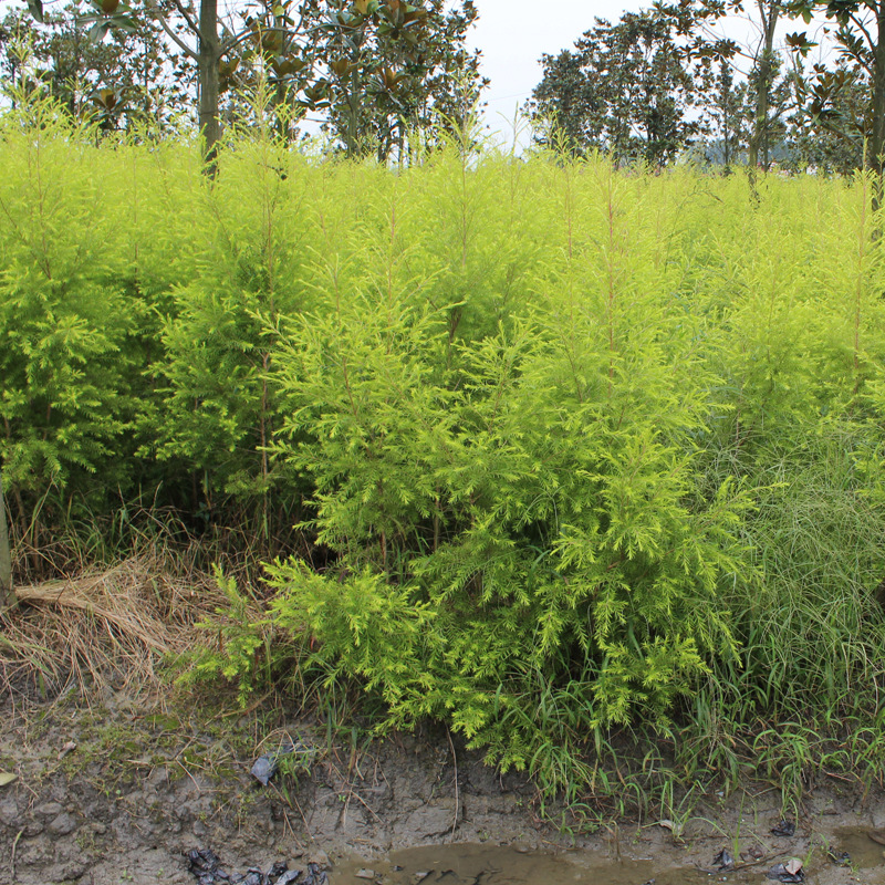 千层金树苗 森乔花苗 成都袋装千层金1.5米高的树苗