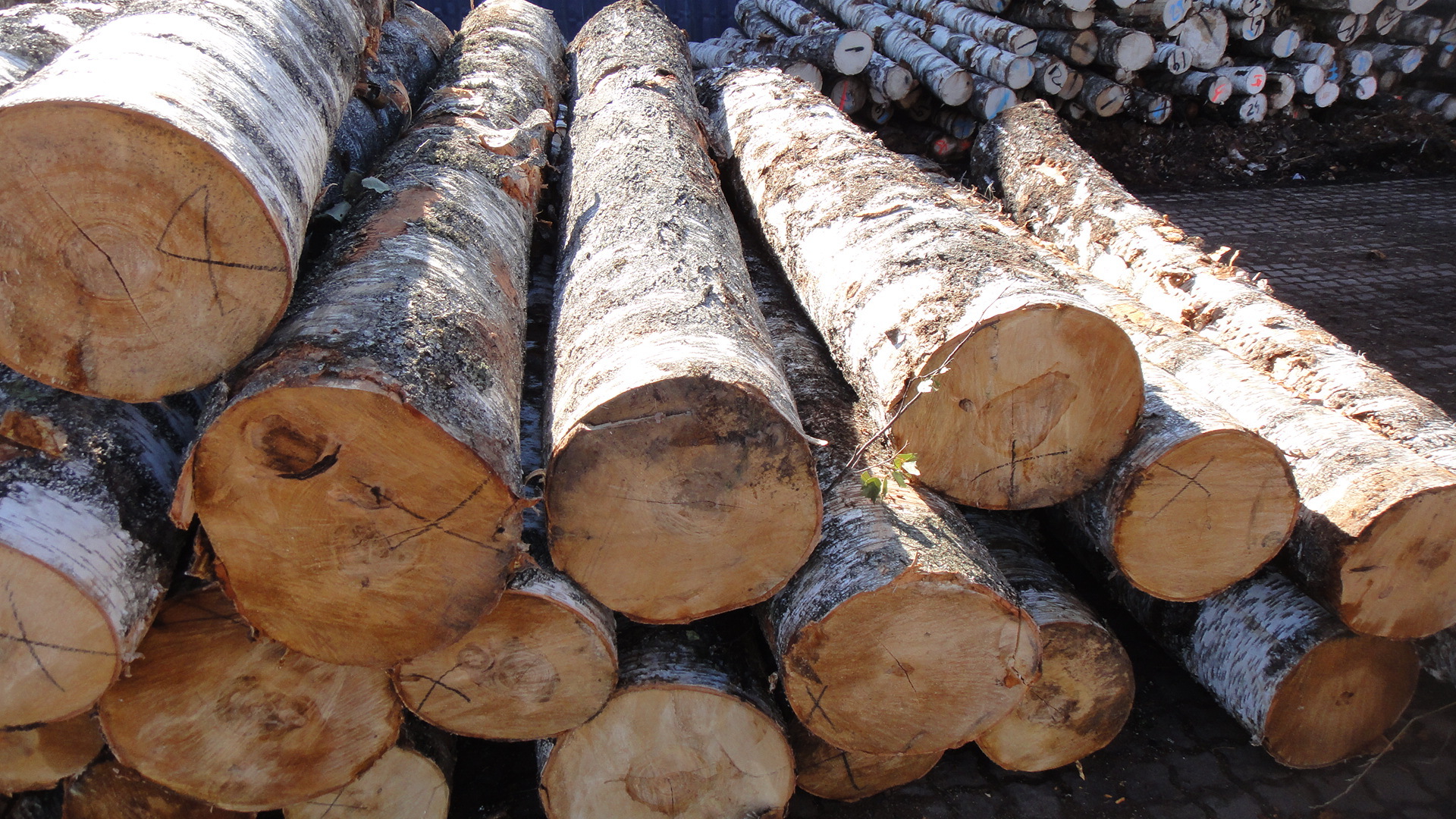 进口欧洲优质桦木原木持续更新中