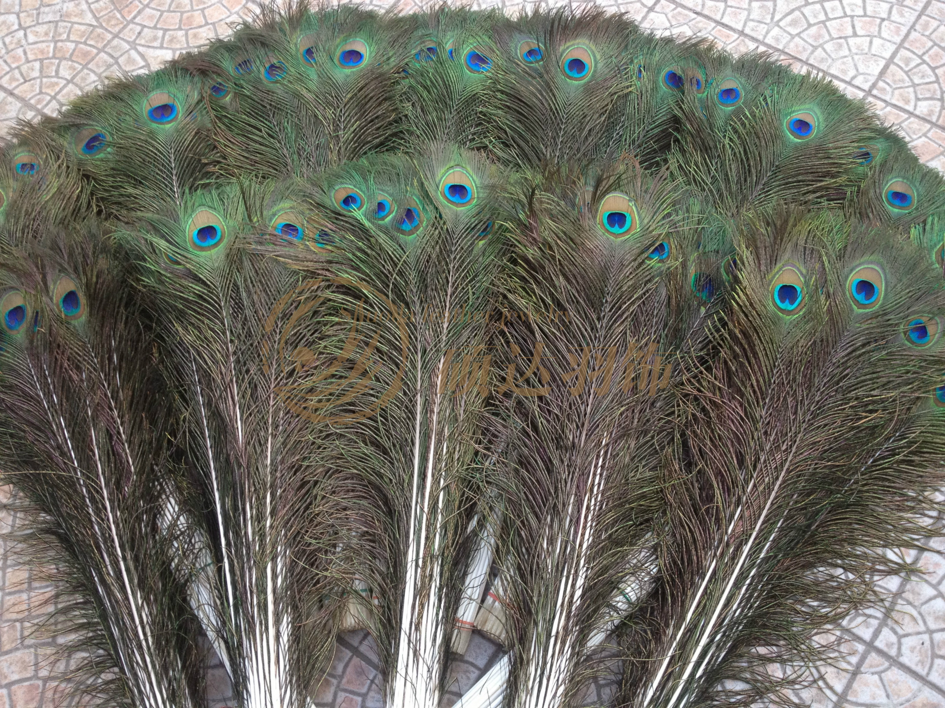 现货批发孔雀毛70-80cm 80-90cm 90-100 各种规格现货供应