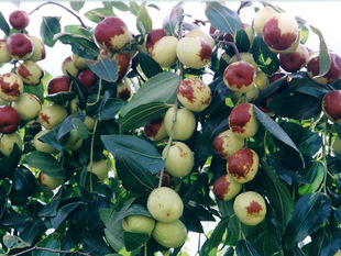 秒杀盆栽果树苗 国光大枣 嫁接优良品种 产量高 味道甜美