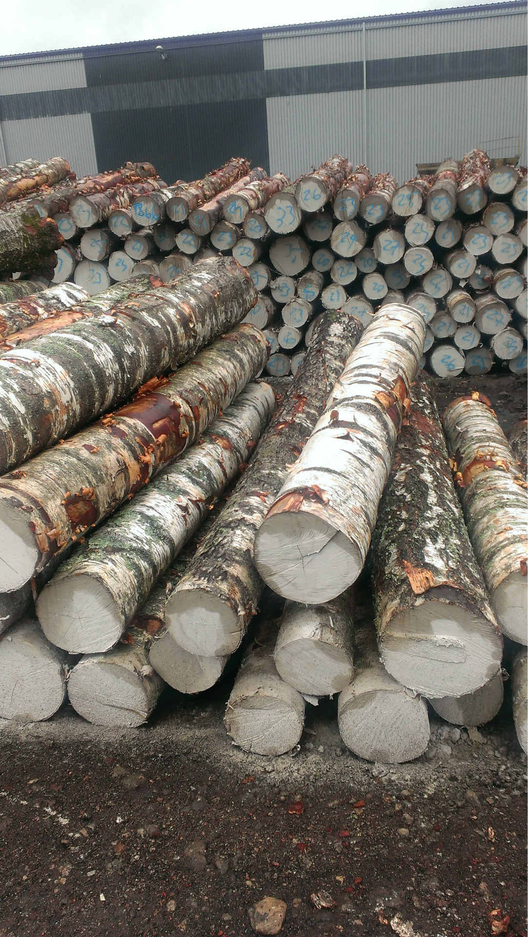 2013下半年欧洲优质桦木旋切材