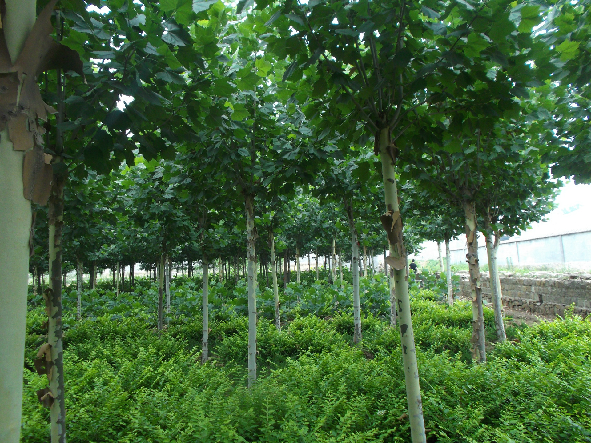 泰安顺发苗圃大量出售8--20公分速生法桐,欢迎大家来订购.