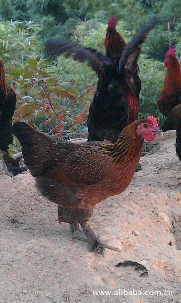 闽清毛脚鸡电话;15205034505