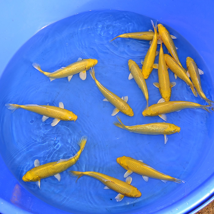 锦鲤科类观赏鱼苗批发/精品日本锦鲤鱼批发:银鳞黄金锦鲤系列