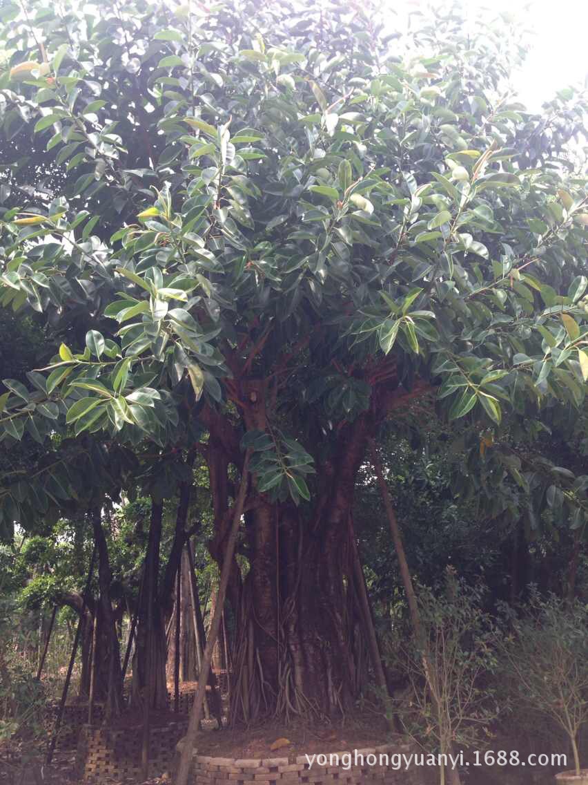 出售各种绿化树,花圃基地15亩,培植各类绿化乔木,包括榕树(大叶榕