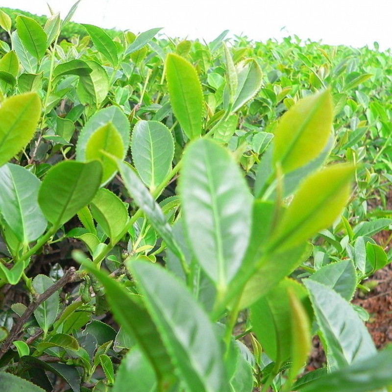 實體店批發林木種子 茶樹種子 油茶種子當年新採 發芽率高