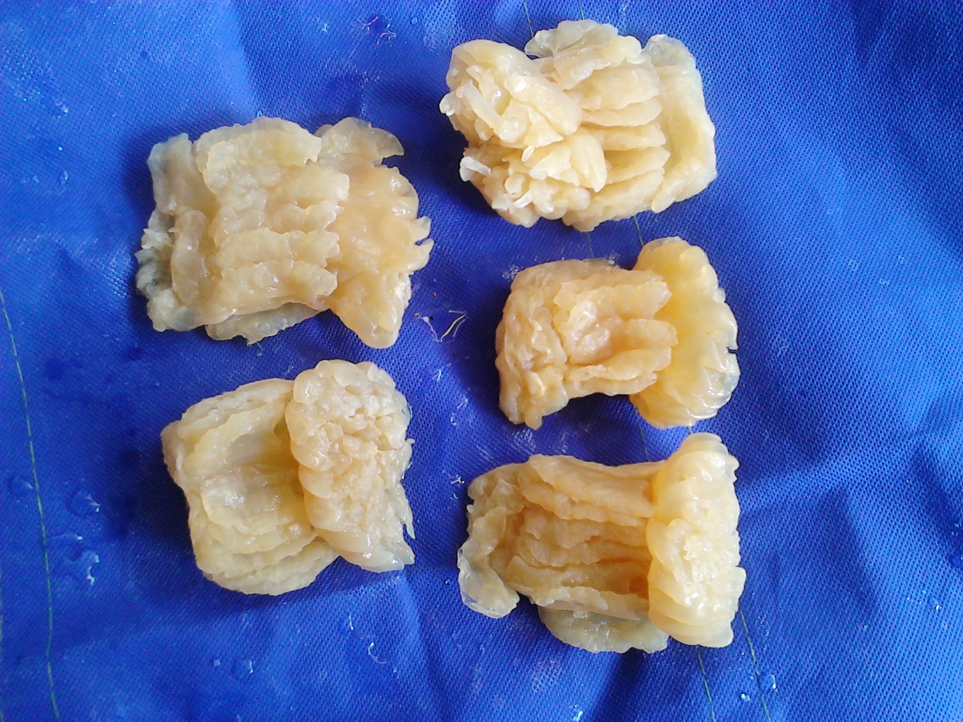 墨西哥海蜇头痛