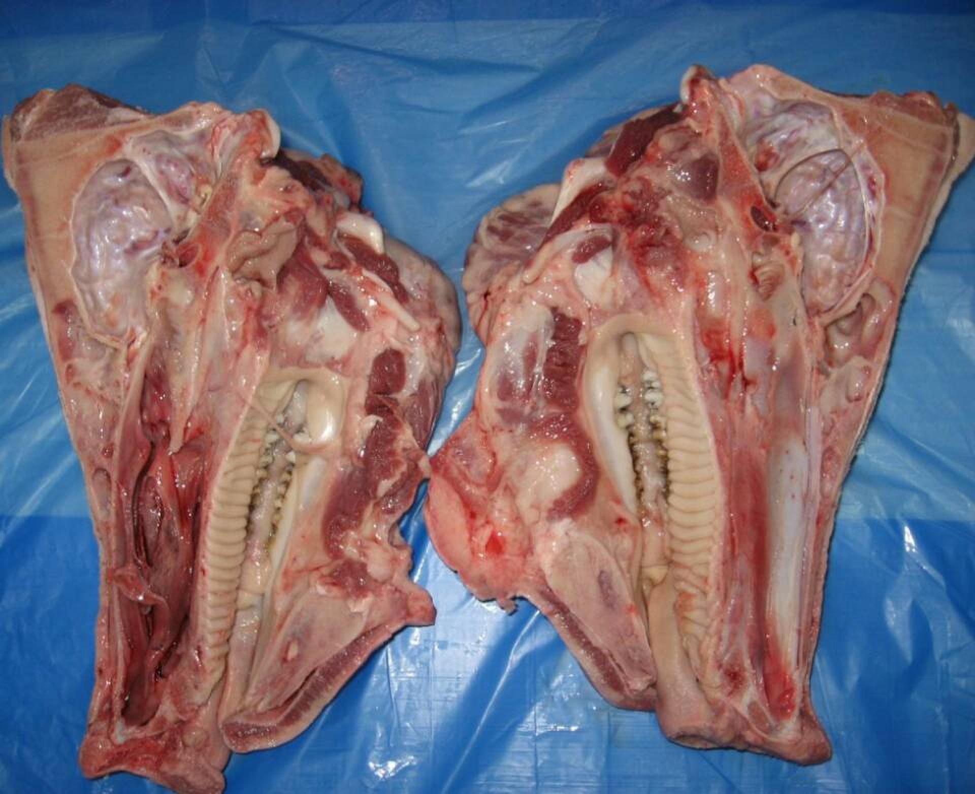 进口猪副 厂家直销 西班牙15289猪片头图片_5